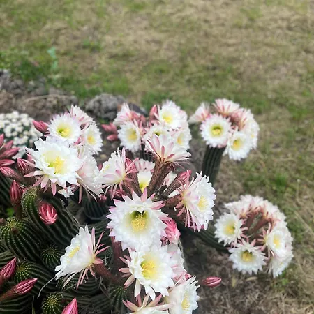 Poggio Roseto Hébergement de vacances *