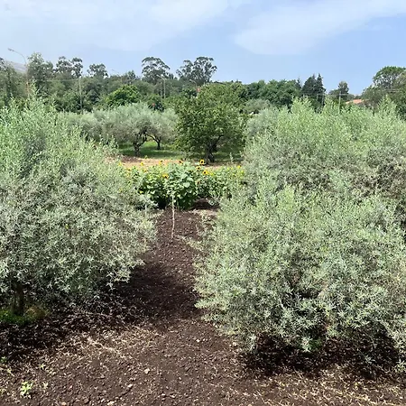 Poggio Roseto * Randazzo