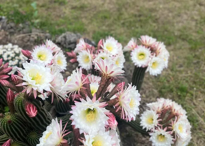 Poggio Roseto Сasa de vacaciones *